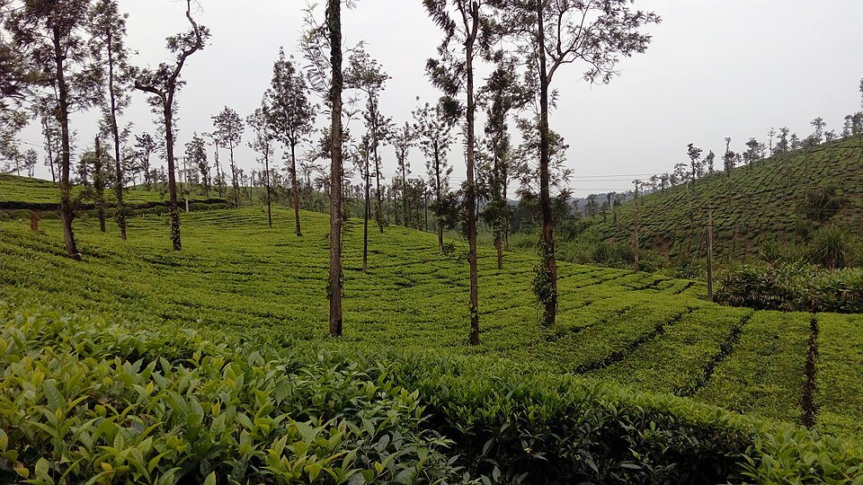 coorg height from sea level, height of coorg from sea level, coorg height in feet, coorg height in meters, coorg height above sea level, coorg sea level height