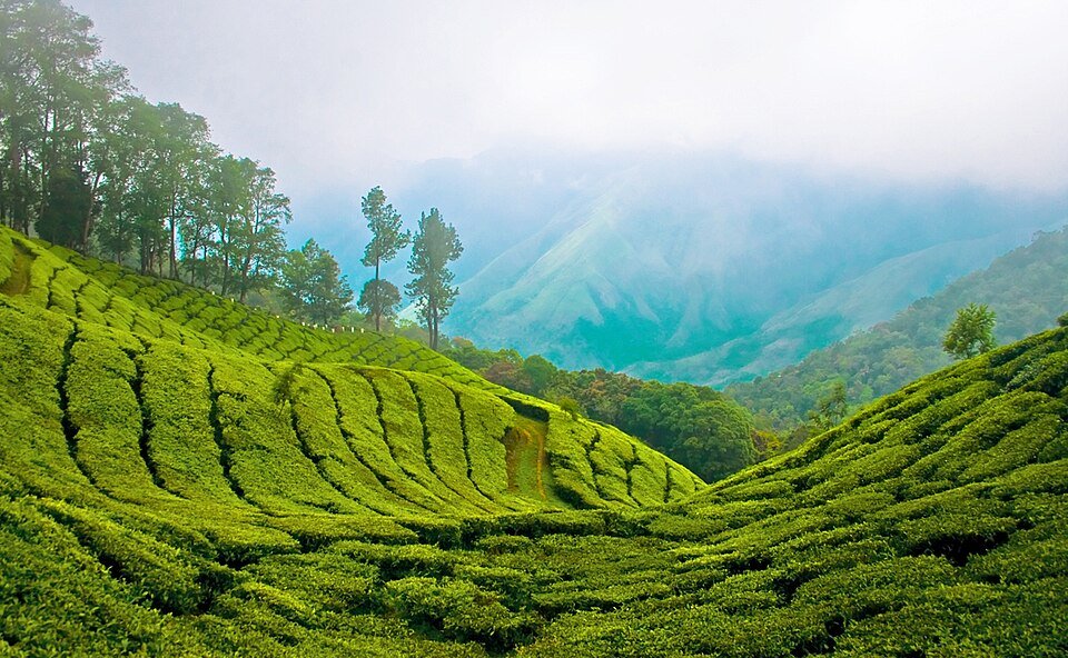 munnar height from sea level, munnar height from sea level in feet, height of munnar from sea level in feet, munnar hills height, munnar height in feet, height of munnar, height of munnar above sea level, munnar elevation