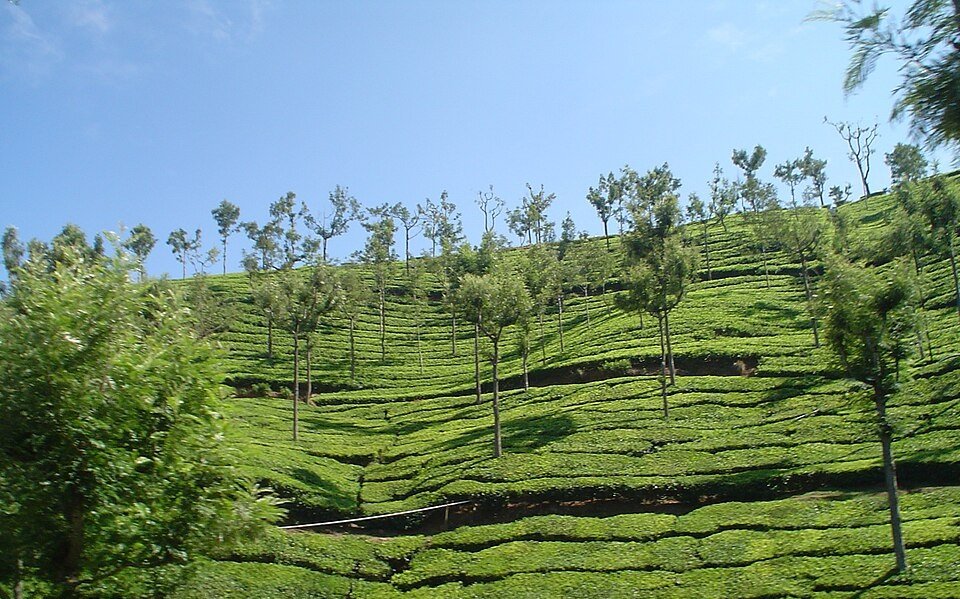 ooty height from sea level, how much height is ooty from sea level, ooty hills height from sea level, height of ooty from mean sea level, ooty hills height, ooty height in feet, ooty sea level height, ooty height above sea level, ooty height in meters, height of ooty in feet, ooty hills height in feet, ooty elevation, doddabetta peak height, nilgiri hills elevation